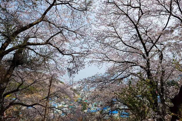 人々は韓国の釜山で開催される鎮海グンハンジェフェスティバルで歩きます。