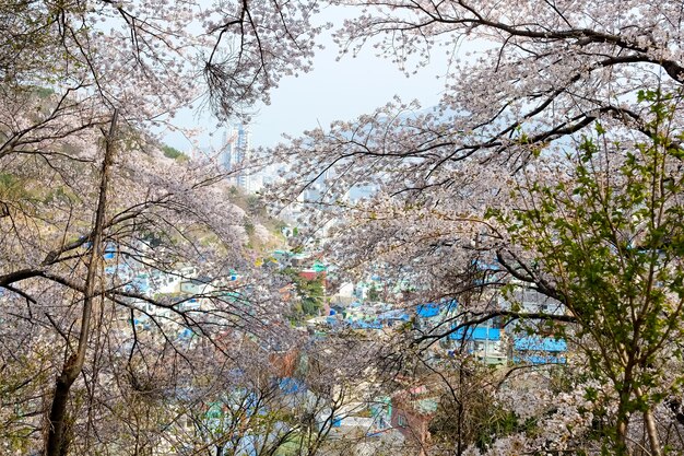 People walk at Jinhae Gunhangje Festival in Busan,Korea.