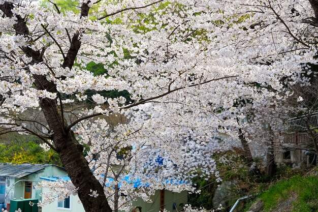 人々は韓国の釜山で開催される鎮海グンハンジェフェスティバルで歩きます。