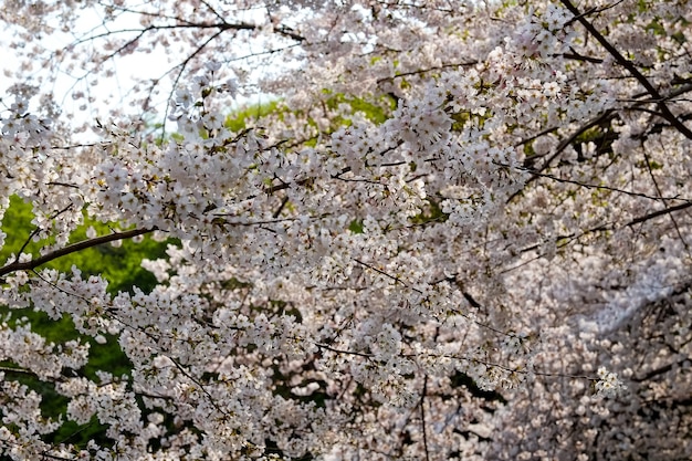 부산 진해군항제 축제에서 사람들이 걷고 있다.