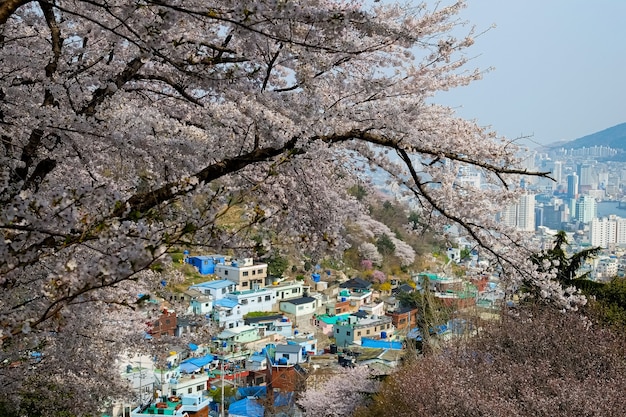 人々は韓国の釜山で開催される鎮海グンハンジェフェスティバルで歩きます。