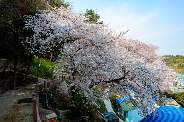 人々は韓国の釜山で開催される鎮海グンハンジェフェスティバルで歩きます。