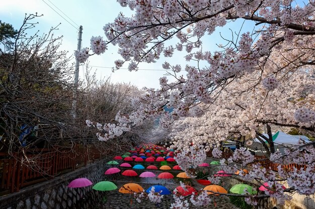 부산 진해군항제 축제에서 사람들이 걷고 있다.