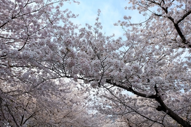 부산 진해군항제 축제에서 사람들이 걷고 있다.