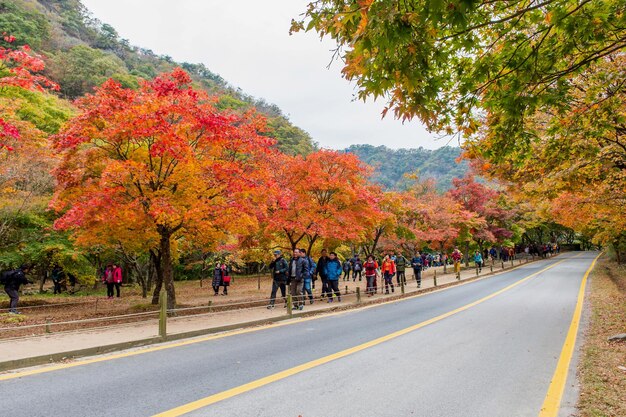 Photo people walking by trees on sidewalk during autumn