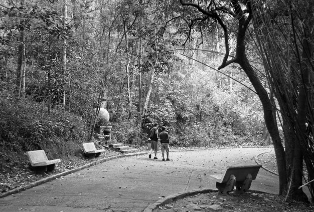 People walking on footpath against trees