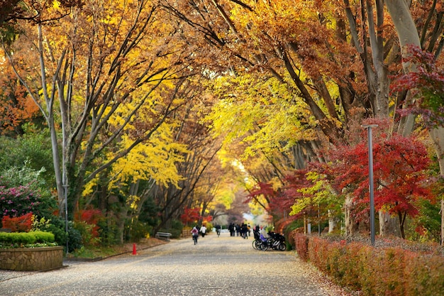 People walking on footpath in park during autumn