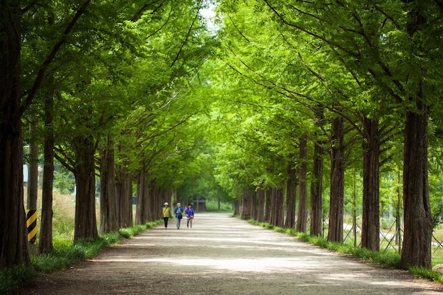 People walking on road amidst trees