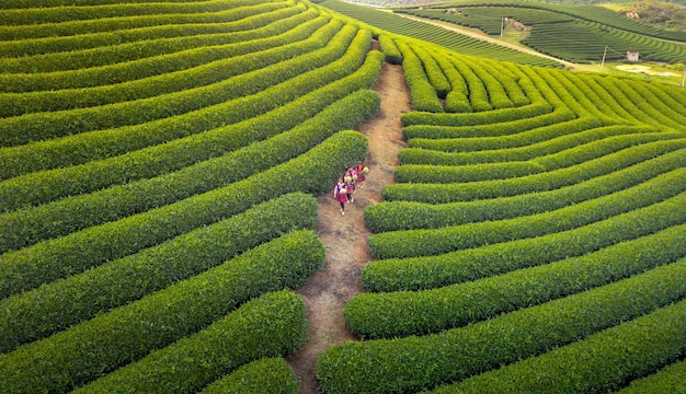 People walking on tea plantation photo