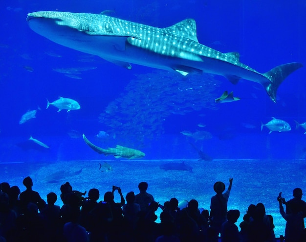 People watching fishes at aquarium