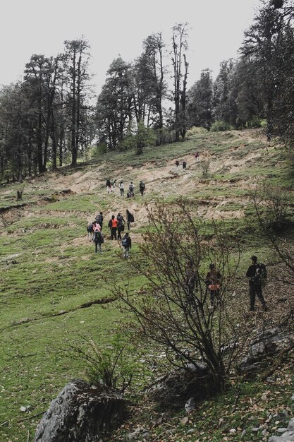 People with dog on field in forest