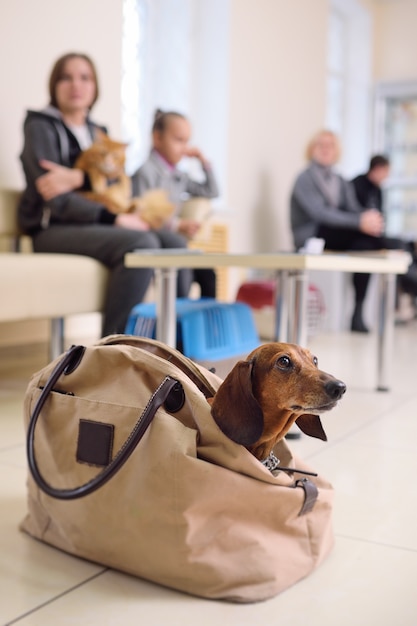 People with their pets are waiting for a medical examination at the veterinary clinic.