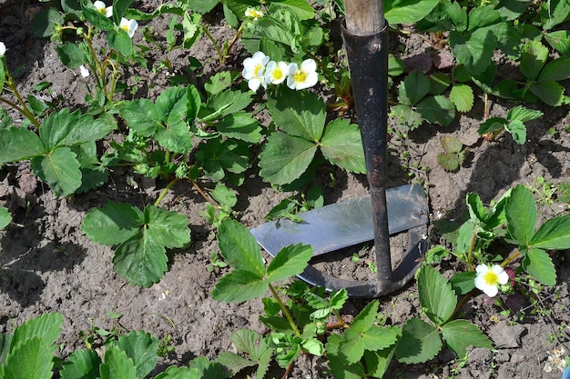 People work hard in the garden with a shovel