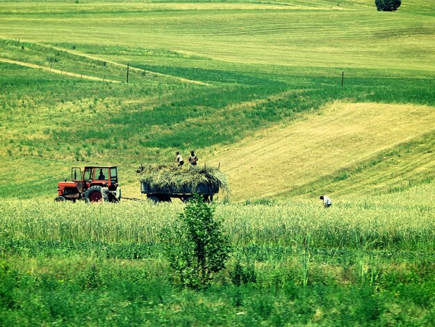 People working on agricultural field