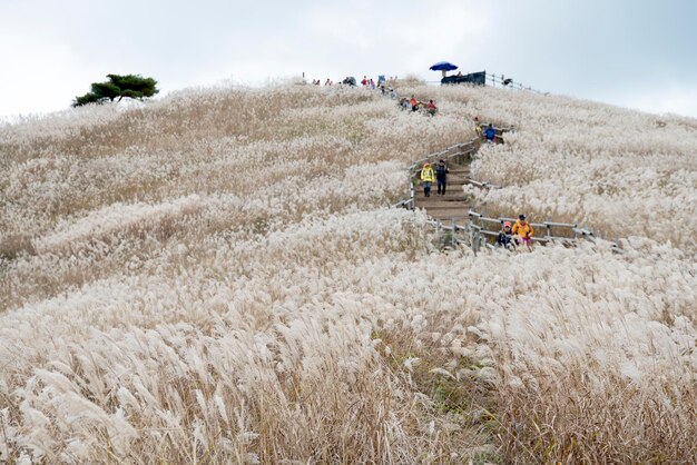 写真 空に向かって小麦畑で働く人々