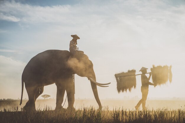 People working in the rice fields in Thailand