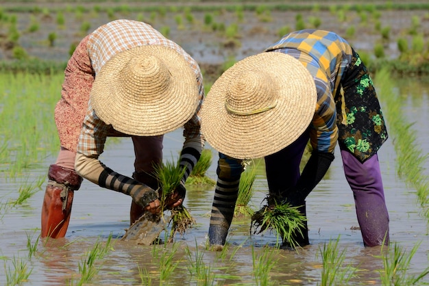 People working in rice paddy