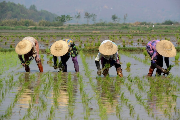 People working in rice paddy
