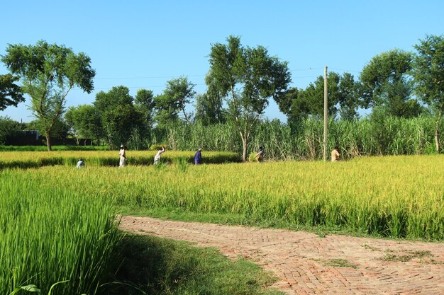 Peoples harvesting rice crop in village at morning time