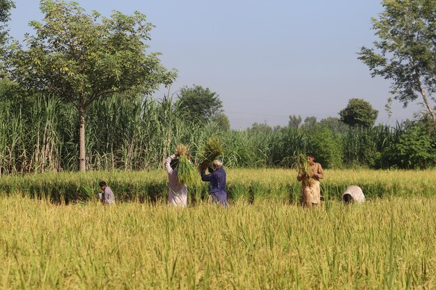 Peoples harvesting rice crop in village at morning time