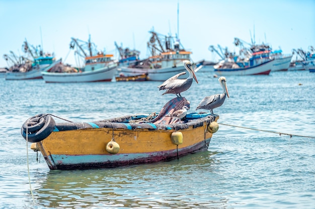 Pepelikanen op een vissersboot aan de kust