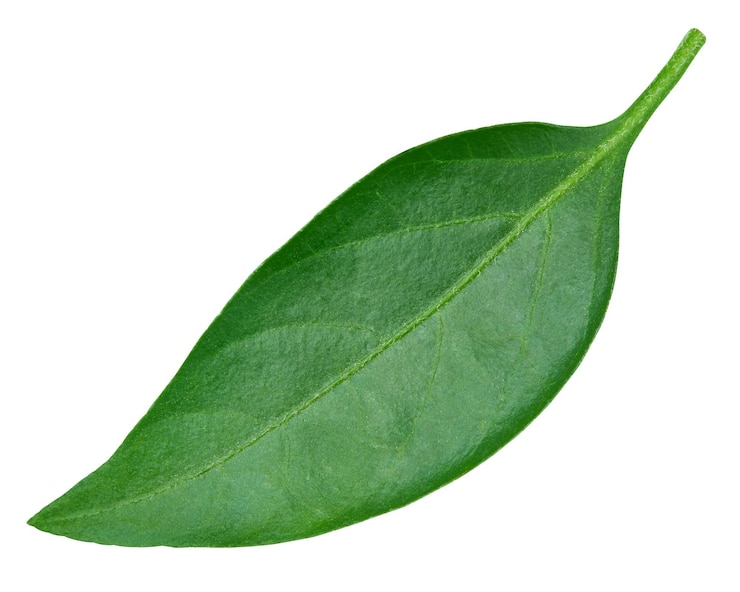 Foto peper blad close-up geïsoleerd