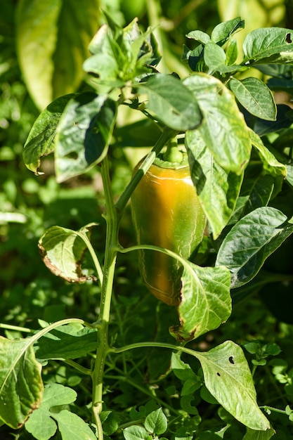 peper groeit in de tuin