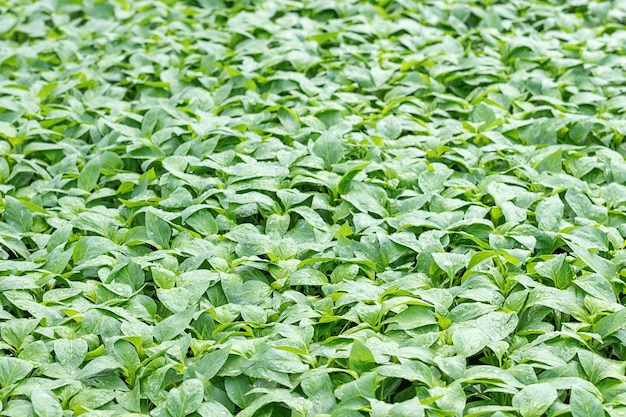 Peper Zaailingen, jong blad van peper, Lente zaailingen. Spruiten peper.