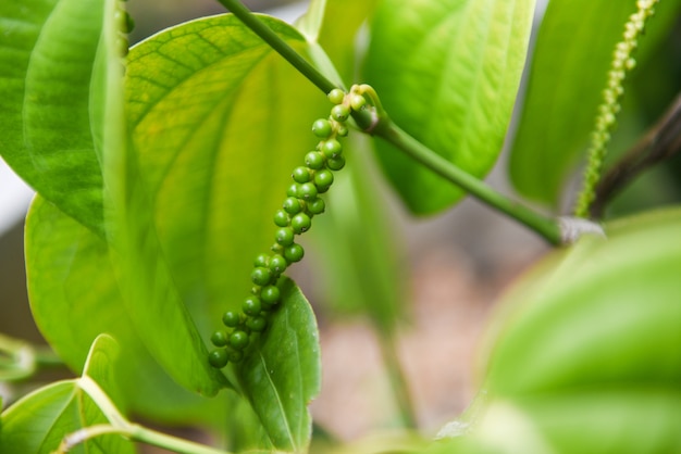 Peperbollenplant en bladeren (Kumily, Kerala, India) - Verse groene peper op boom in de natuur, Piper nigrum Linn