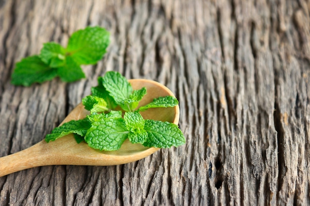 Pepermint leaf on wooden spoon 