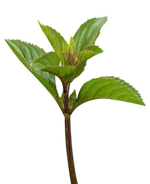 Pepermunt Mentha piperita of Mint piperita is een van de oudste kruiden die voor geneesmiddelen worden gebruikt