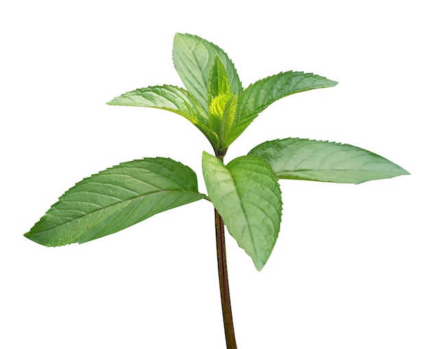 Pepermunt Mentha piperita of Mint piperita is een van de oudste kruiden die voor geneesmiddelen worden gebruikt