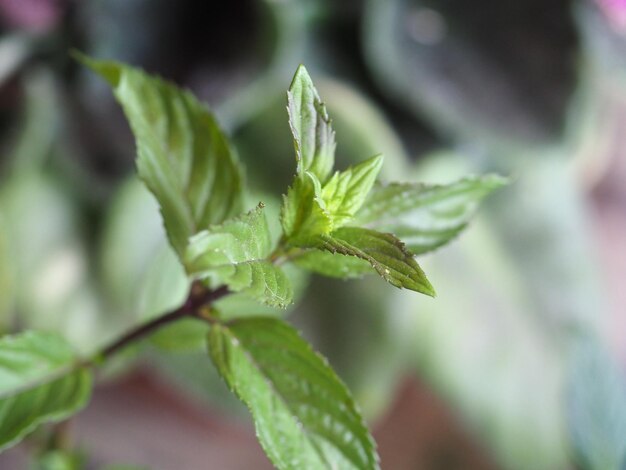 Pepermunt Mentha piperita plant