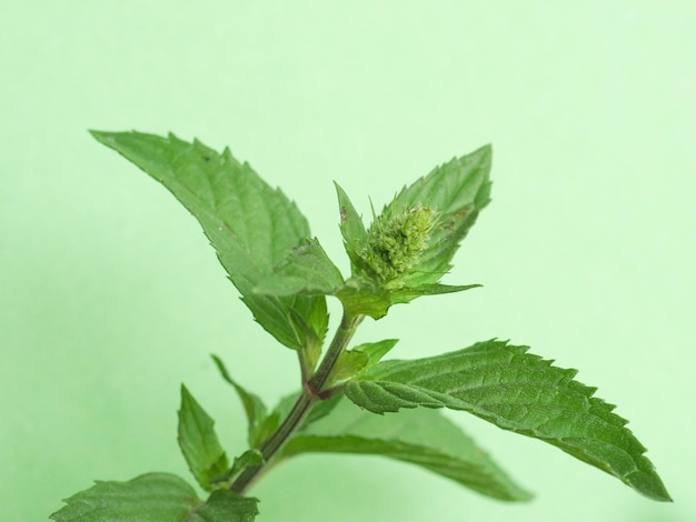 Pepermunt Mentha piperita plant