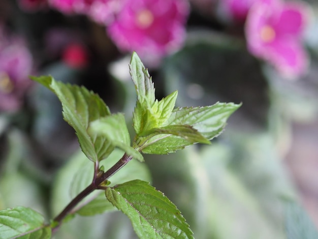 Pepermunt Mentha piperita plant