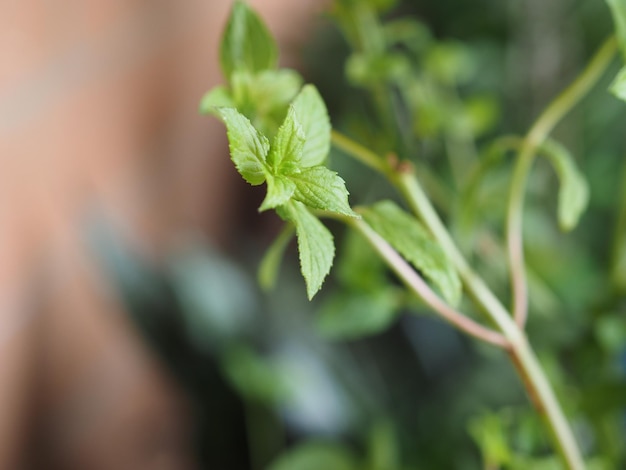 Pepermunt plant wetenschappelijke naam mentha piperita selectieve focus