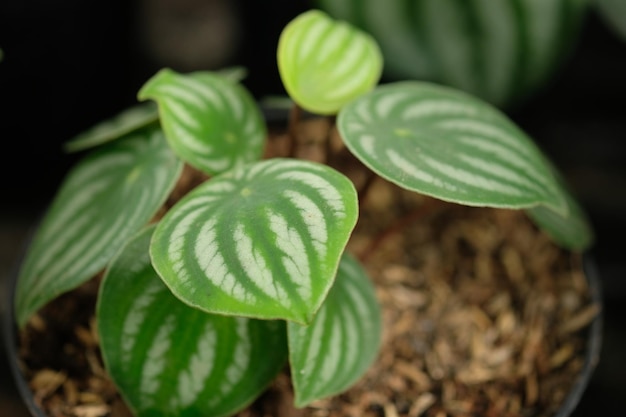 Peperomia argyreia, de watermeloen peperomia, is een soort bloeiende plant uit de familie Piperaceae.