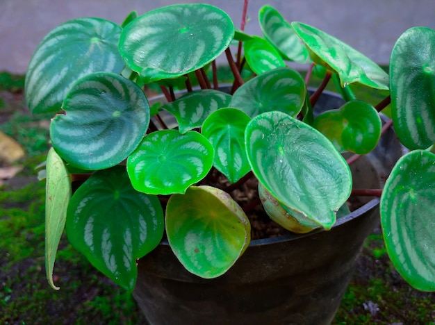 냄비에 Peperomia Argyreia 관상용 식물