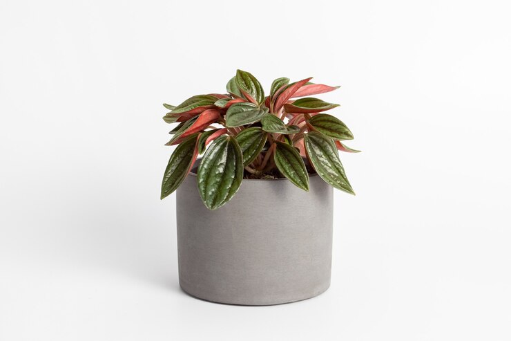Photo peperomia caperata rosso plants with beautiful leaves texture isolated on white background potted plant