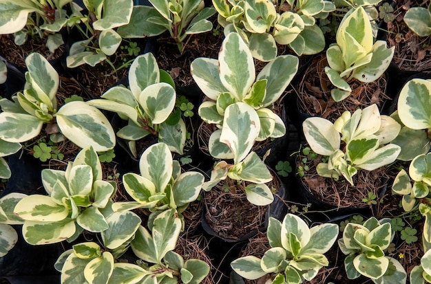 Peperomia obtusifolia plant with white and green leaves