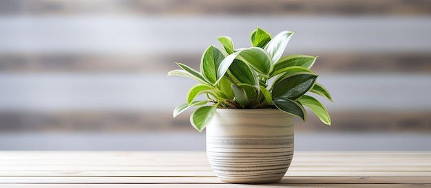 Peperomia Obtusifolia Variegata in pot ook wel Bonte Baby Rubberplant of Radiator genoemd