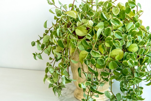 Peperomia pendant plant isolated on white background.