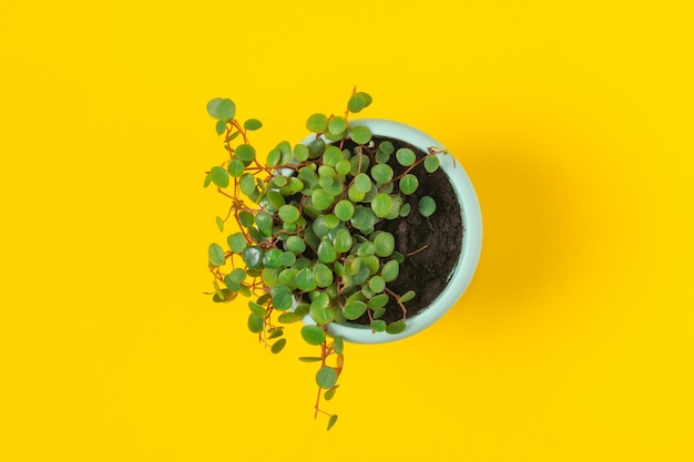 Peperomia pepperspot foliage Peperomia in pot on yellow color background