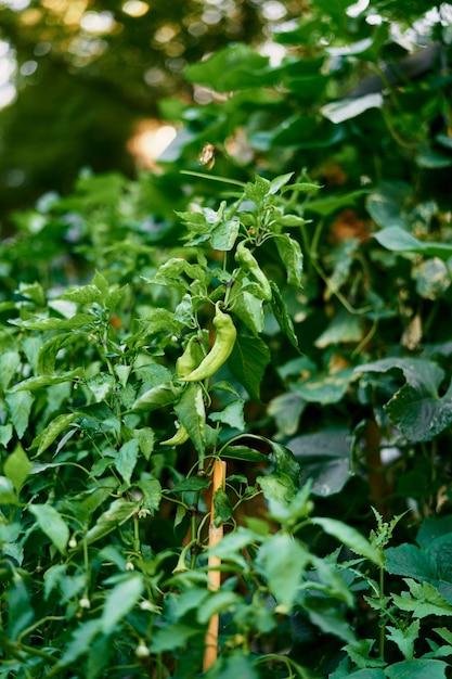 Peperpeulen groeien aan struiken tussen groene bladeren