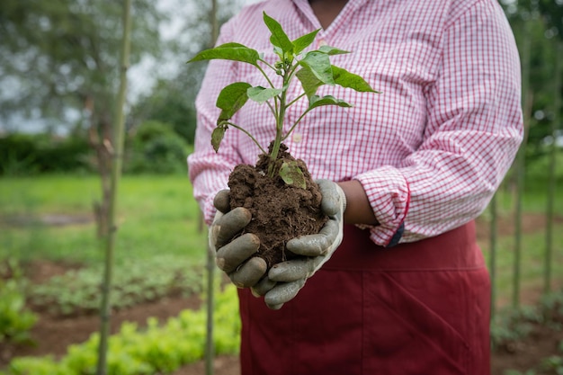 Peperplant staat op het punt geplant te worden door een boer op haar plantage in Afrika