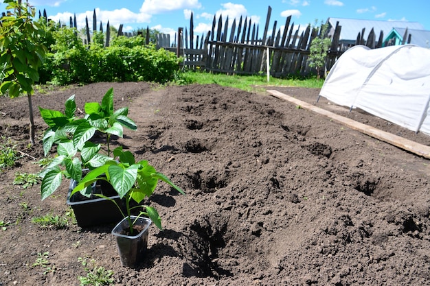 peperplanten planten op tuinbed in de tuin op zonnige dag