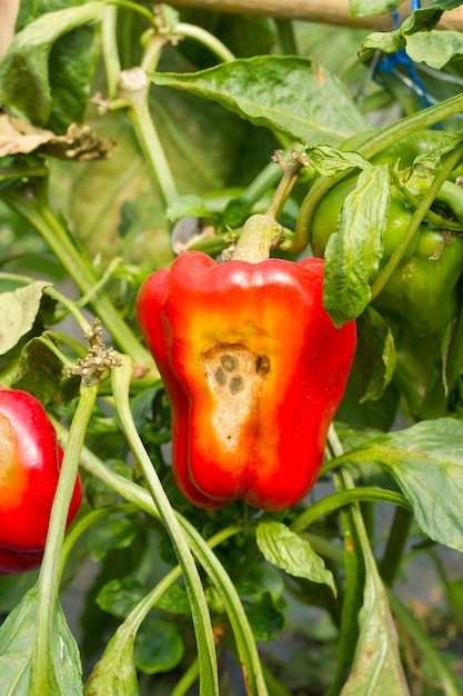 Pepper, disease