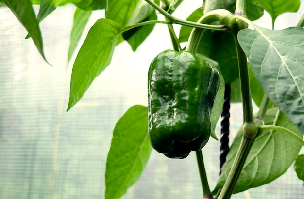 Pepper fruit growing in greenhouse harvest concept natural farming