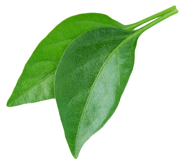 Pepper leaf closeup isolated