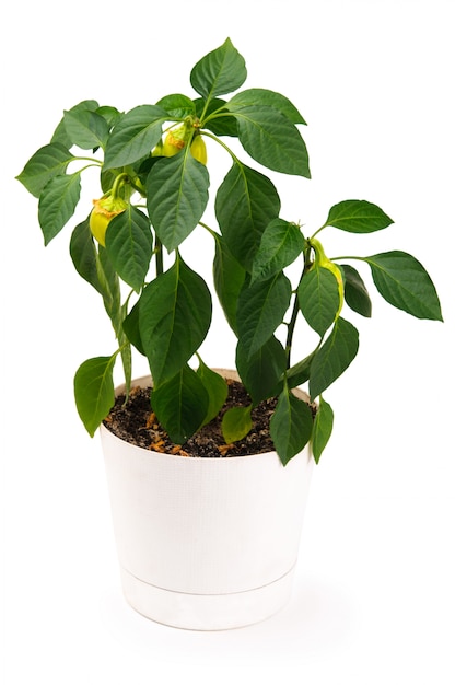 Pepper plant in a pot isolated on a white